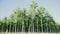 Poplar trees -aspen tree -