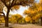 Poplar trees in autumn season