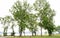 Poplar trees on the bank of Hudson River, Croton-on-Hudson, NY, USA