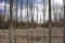 Poplar Trees forest and landscape of Leh Ladakh village at Himalayan valley while winter season in Jammu and Kashmir, India