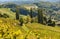 Poplar trees on grapevine field in Styria, Austria