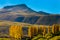 Poplar Trees - Patagonia