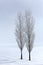 Poplar trees in soft,tranquil environment in winter time