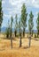 Poplar trees in the southwest