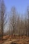 Poplar trees in winter