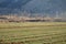 Poplar trees in winter