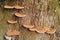 Poplar trunk with mushrooms