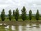 Poplar windbreak