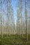 Poplars