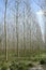 Poplars