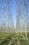 Poplars