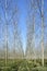 Poplars