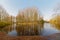 Poplars along a  pool in Scheldt valley, Belgium