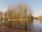 Poplars along a  pool in Scheldt valley, Belgium