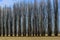 Poplars in autumn, Lomellina (North Italy)