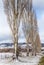 Poplars in countryside holding fresh snow in winter