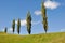 Poplars in a grassland, New Zealand