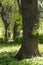 Poplars in green park