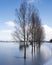 poplars in ice on frozen floodplanes near culemborg and river rhine