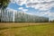 The poplars are lined up high in the wind