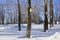 Poplars. spring birdhouses on trees in the Park