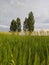 poplars in a summer field