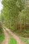 Poplars trees panorama landscape cultivation