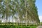 Poplars trees panorama landscape cultivation agriculture nature natural field leaves