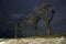 Poplars in winter night