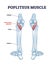 Popliteus muscle as leg and knee muscular joint anatomy outline diagram