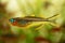 Popondichthys furcatus, Forktail blue eye, yellow forktail Pseudomugil furcatus subfamily Pseudomugilinae in aquarium freshwater f