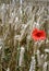 Poppie in a wheat field