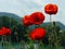 Poppies above hills at Danube river, Hungary