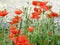 Poppies along the bank of a river - spring season