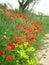 Poppies along farm road and field