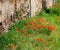 Poppies amongst the ruins in Rome, Italy