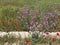 Poppies and another flower type