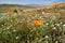 Poppies in Antelope Valley Poppy reserve in Lancaster California, mixed with white wildflowers during the superbloom