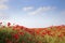 Poppies background