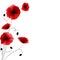 Poppies background