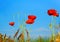 Poppies on a background of blue sky. Shallow depth of field