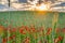 Poppies background in a field at sunrise