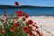 Poppies on the beach.