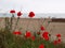 Poppies on the beach near the sand