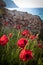 Poppies by the beach, portrait.