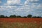 Poppies in bloom in a field near Ipswich