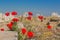 Poppies blooming on ancient ruins background