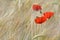 poppies blooming in a field of cereal in summer