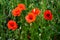Poppies blooming in orange red colors in summer field, field edge with poppy and buds in early summer