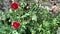 Poppies blooming in the wild meadow high in the mountains